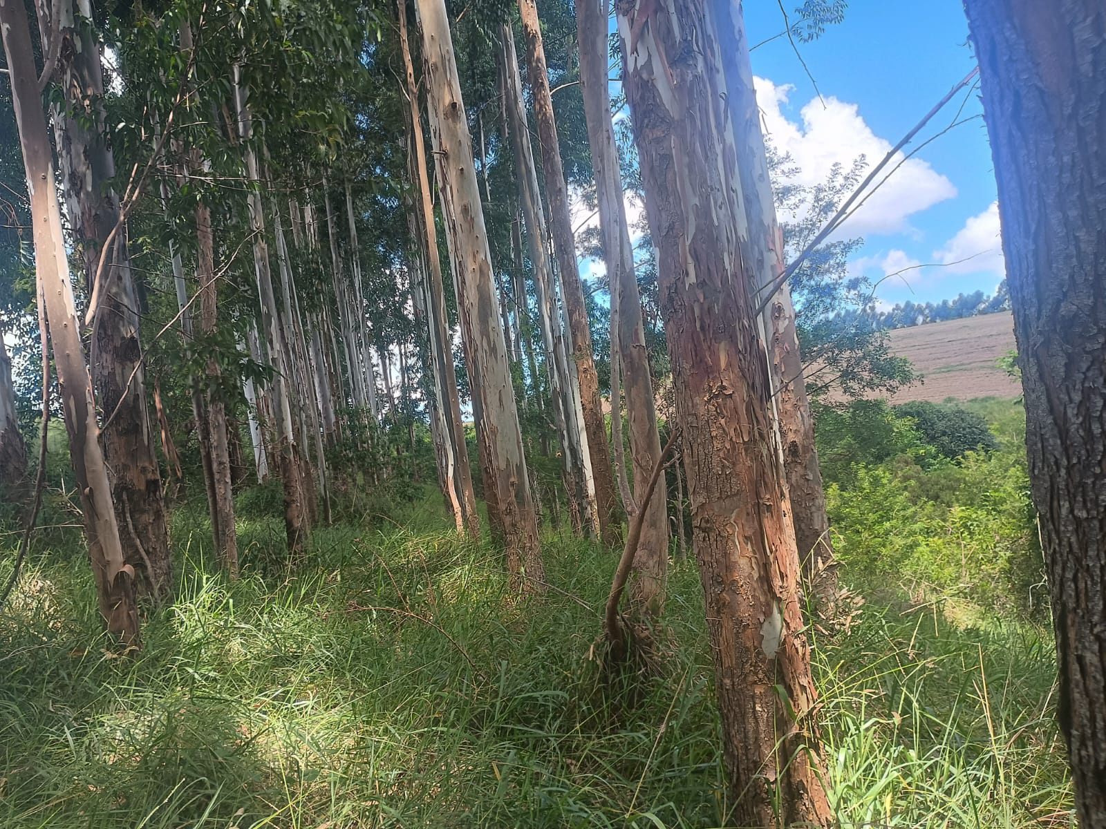 Eucalipto às margens da estrada interna